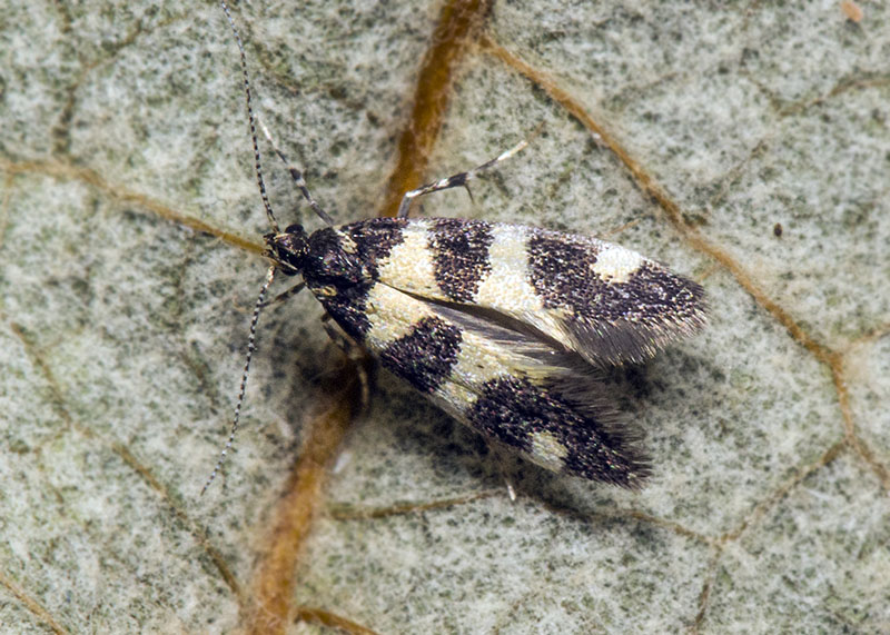 Denisia cfr. augustella - Oecophoridae